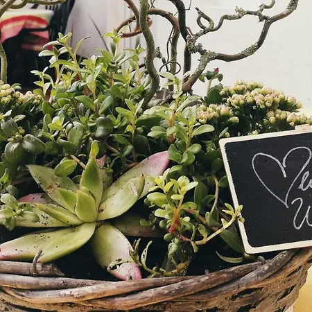 Reet Ruegen Appartamento Ummanz